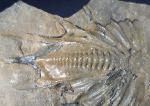 Psychopyge termierorum MORZADEC 2001 - Bild &copy; FossNet FossilienStore
